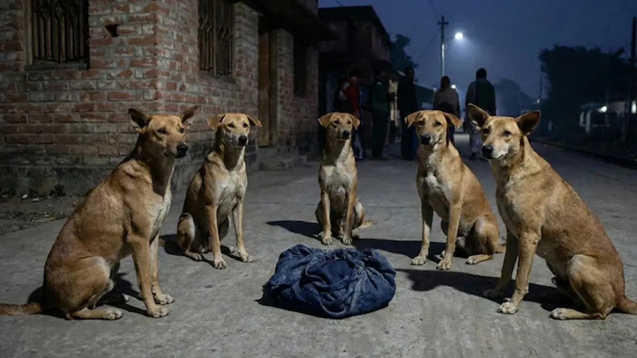 রাস্তায় ফেলে যাওয়া নবজাতককে রাতভর পাহারা দিল কুকুর